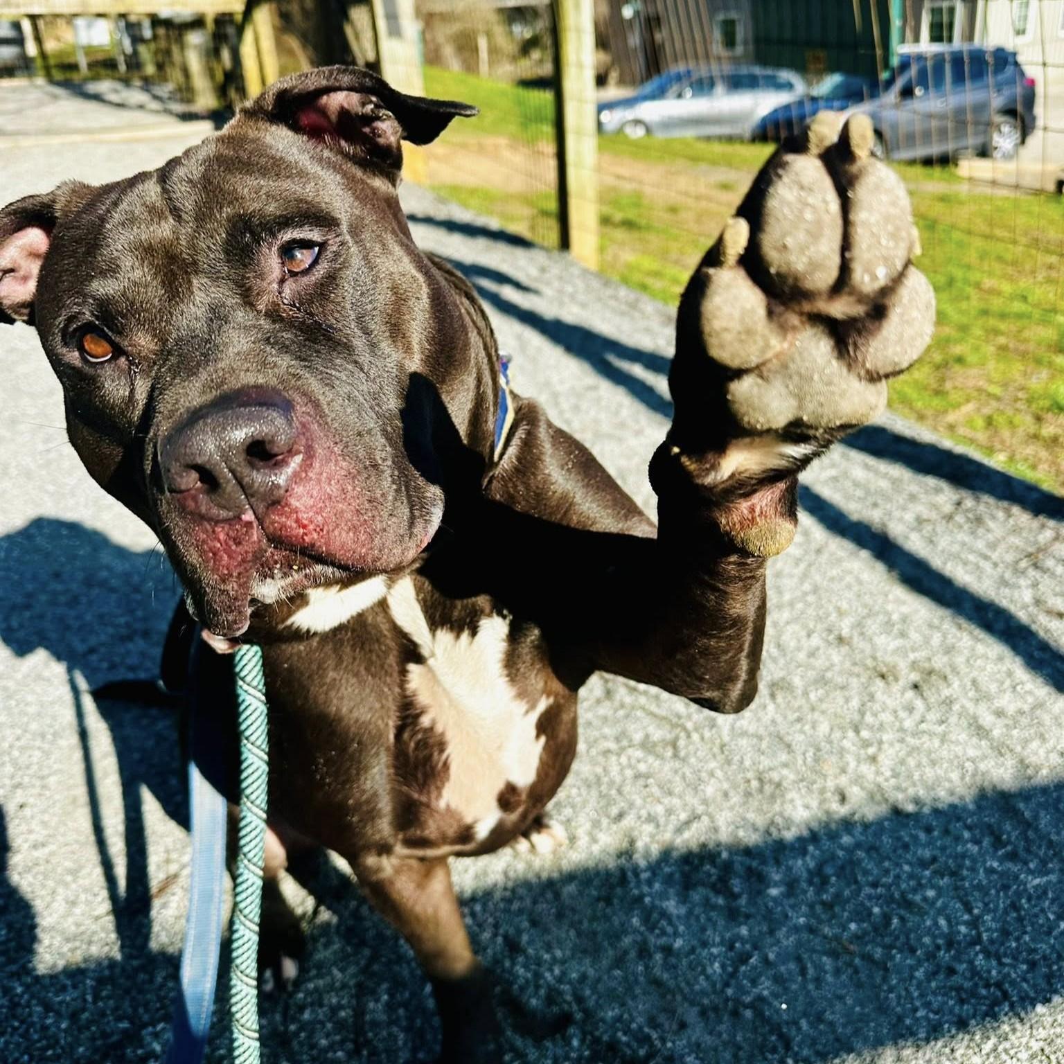 Choco, an adoptable mixed breed in Phoenixville, PA image 3/6