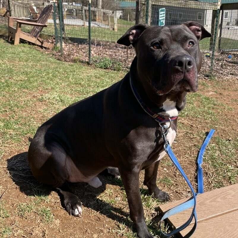 Choco, an adoptable mixed breed in Phoenixville, PA image 6/6