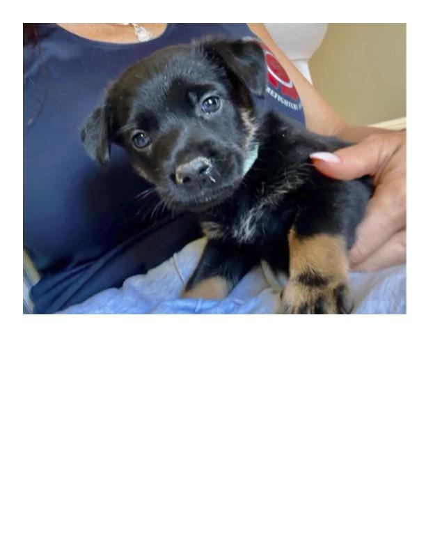 RAJAH, Adoptable, Puppy Female Belgian Shepherd / Malinois.