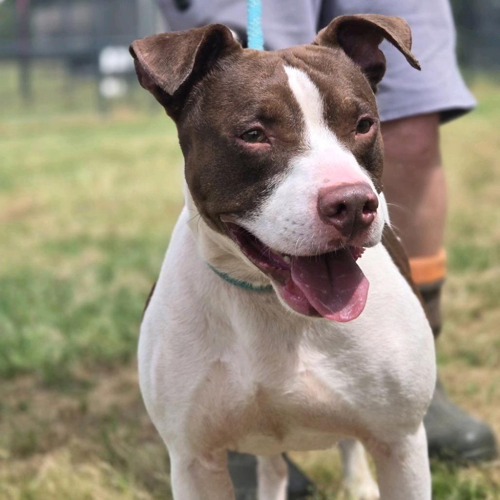 Terry, Adoptable, Adult Male Retriever.
