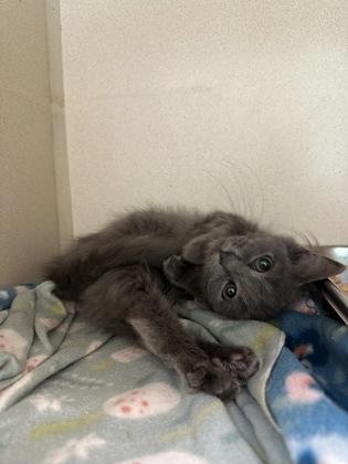 Enlarge Hoot, a Adoptable mixed breed in King William, VA image 1/3