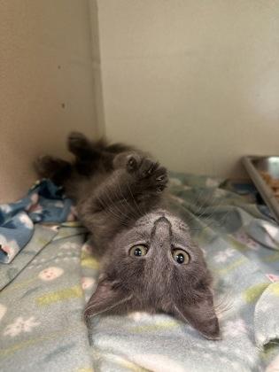 Enlarge Hoot, a Adoptable mixed breed in King William, VA image 2/3