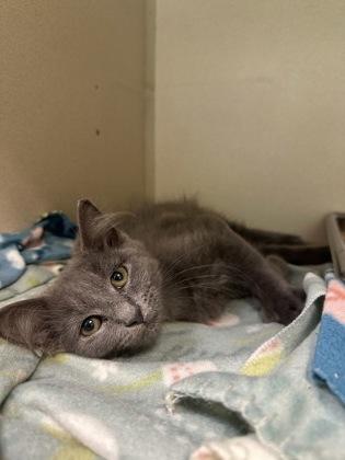 Enlarge Hoot, a Adoptable mixed breed in King William, VA image 3/3