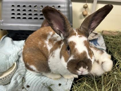 Enlarge Jay, a Adoptable Rex in Boulder, CO image 1/1