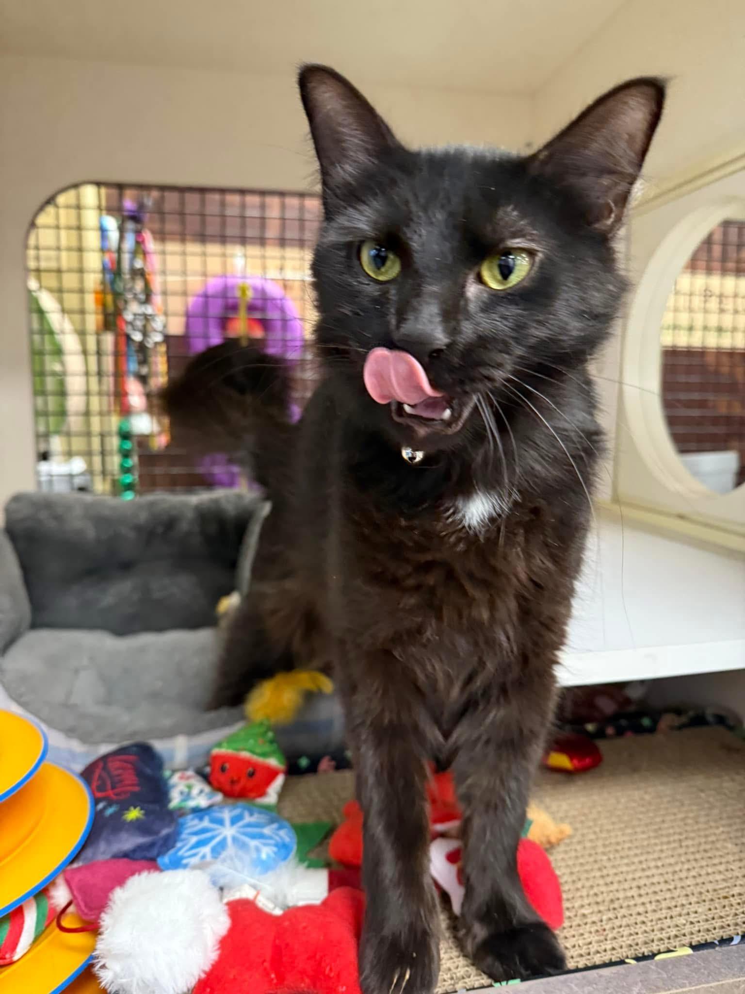 Elvira , ADOPTABLE, Adult Female Domestic Long Hair.
