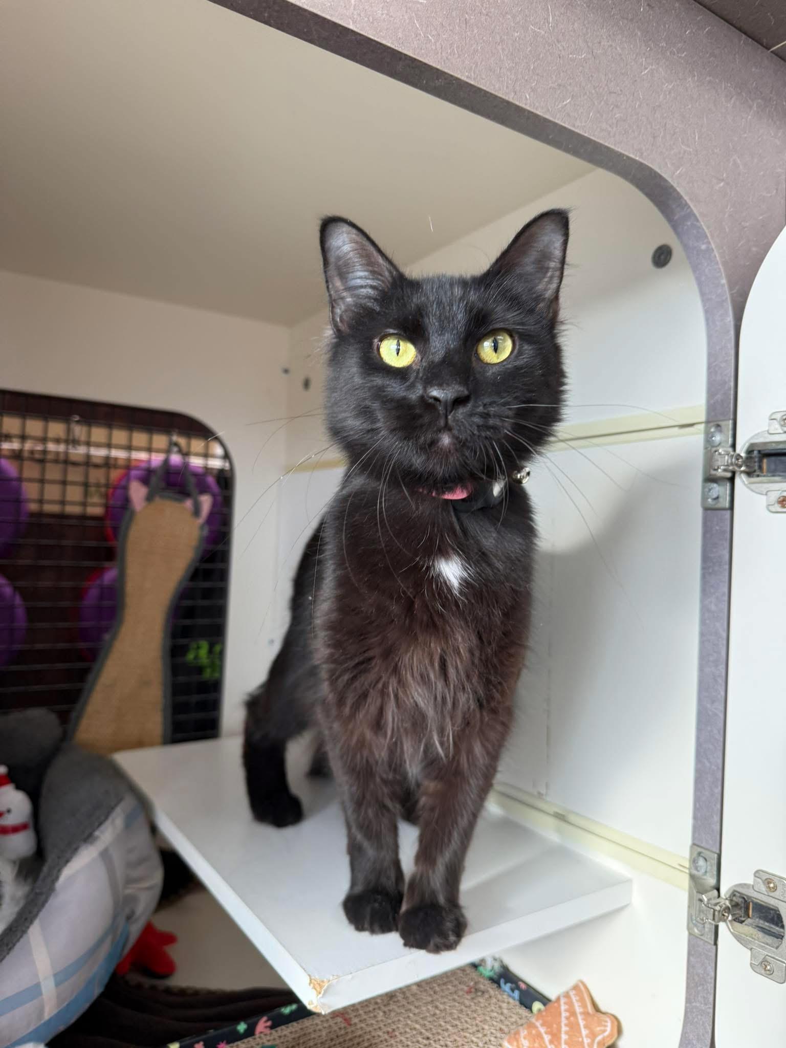 Enlarge Elvira , a ADOPTABLE Domestic Long Hair in Bensalem, PA image 2/5