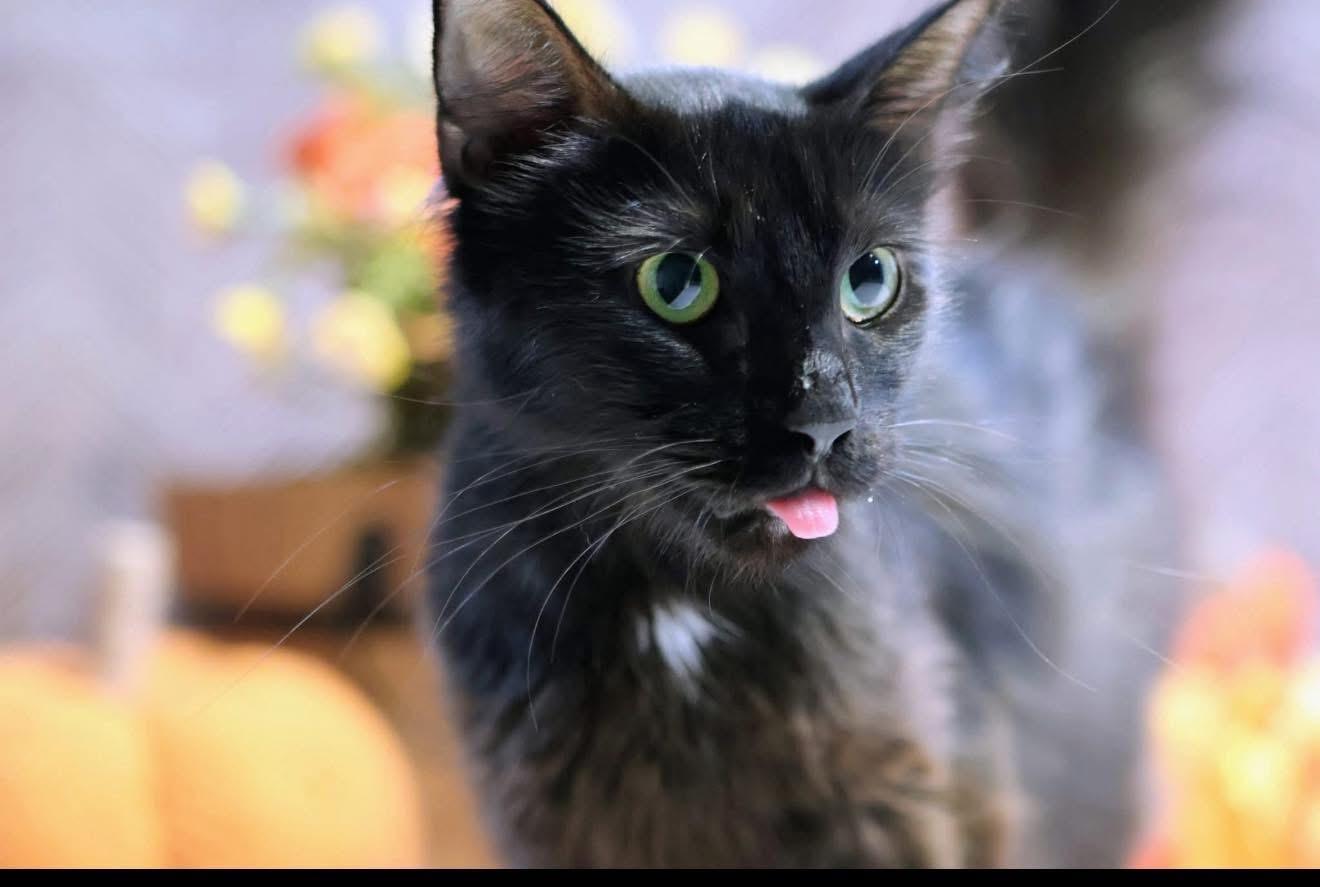 Enlarge Elvira , a ADOPTABLE Domestic Long Hair in Bensalem, PA image 3/5