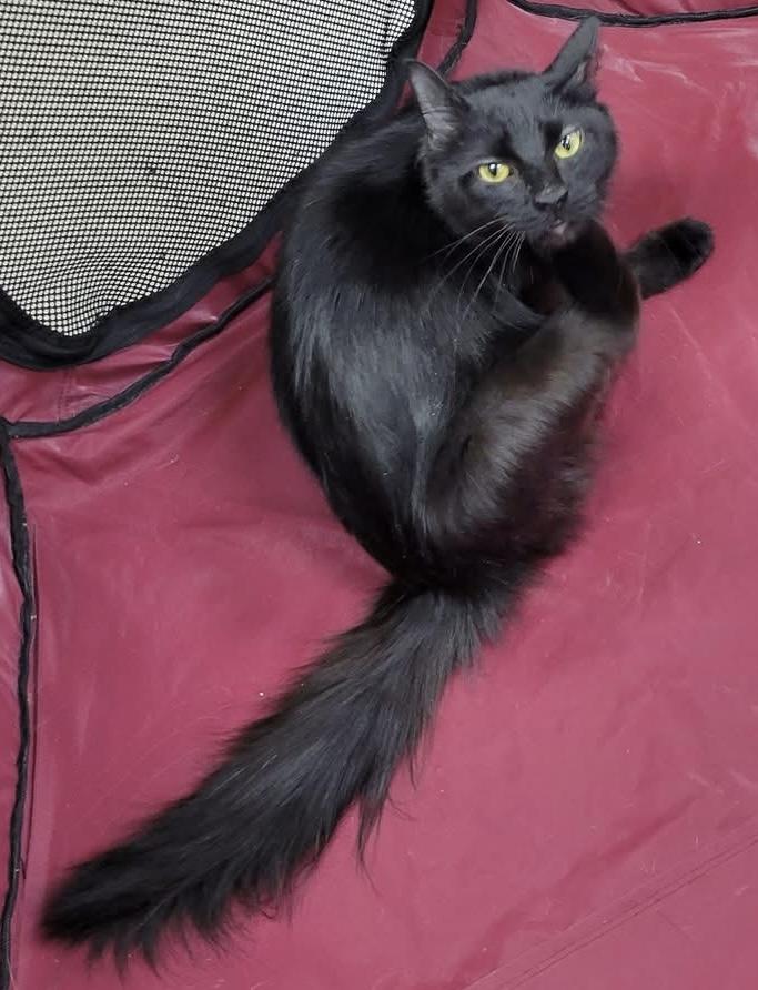 Enlarge Elvira , a ADOPTABLE Domestic Long Hair in Bensalem, PA image 4/5