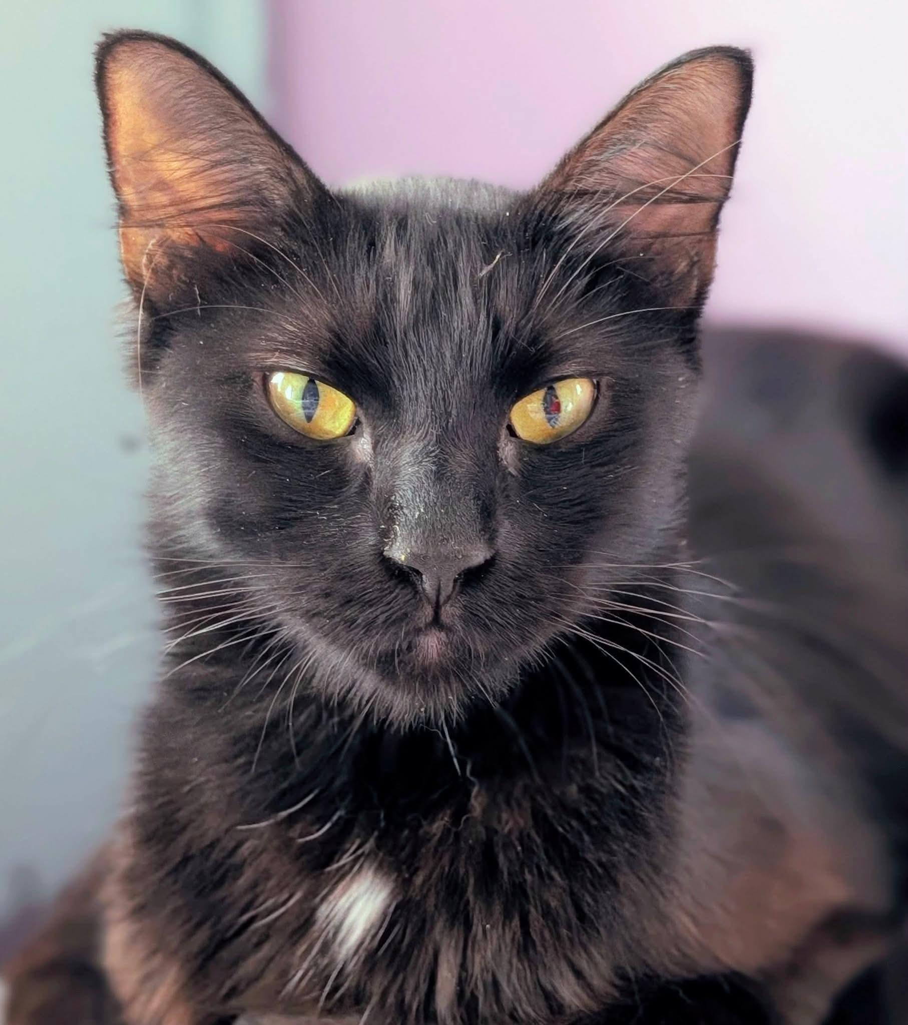 Enlarge Elvira , a ADOPTABLE Domestic Long Hair in Bensalem, PA image 5/5