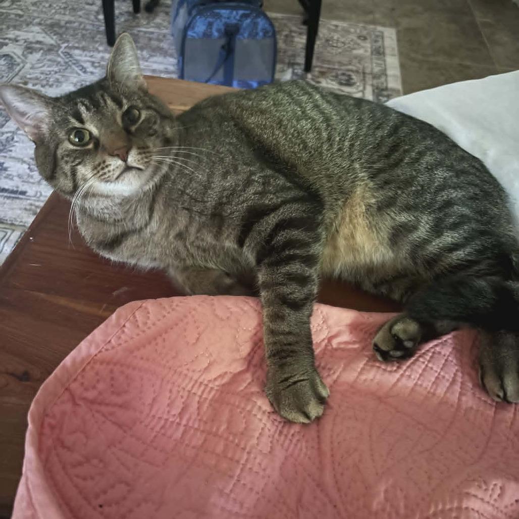 Smokey (adopt with Blaze), Adoptable, Adult Male Domestic Short Hair.