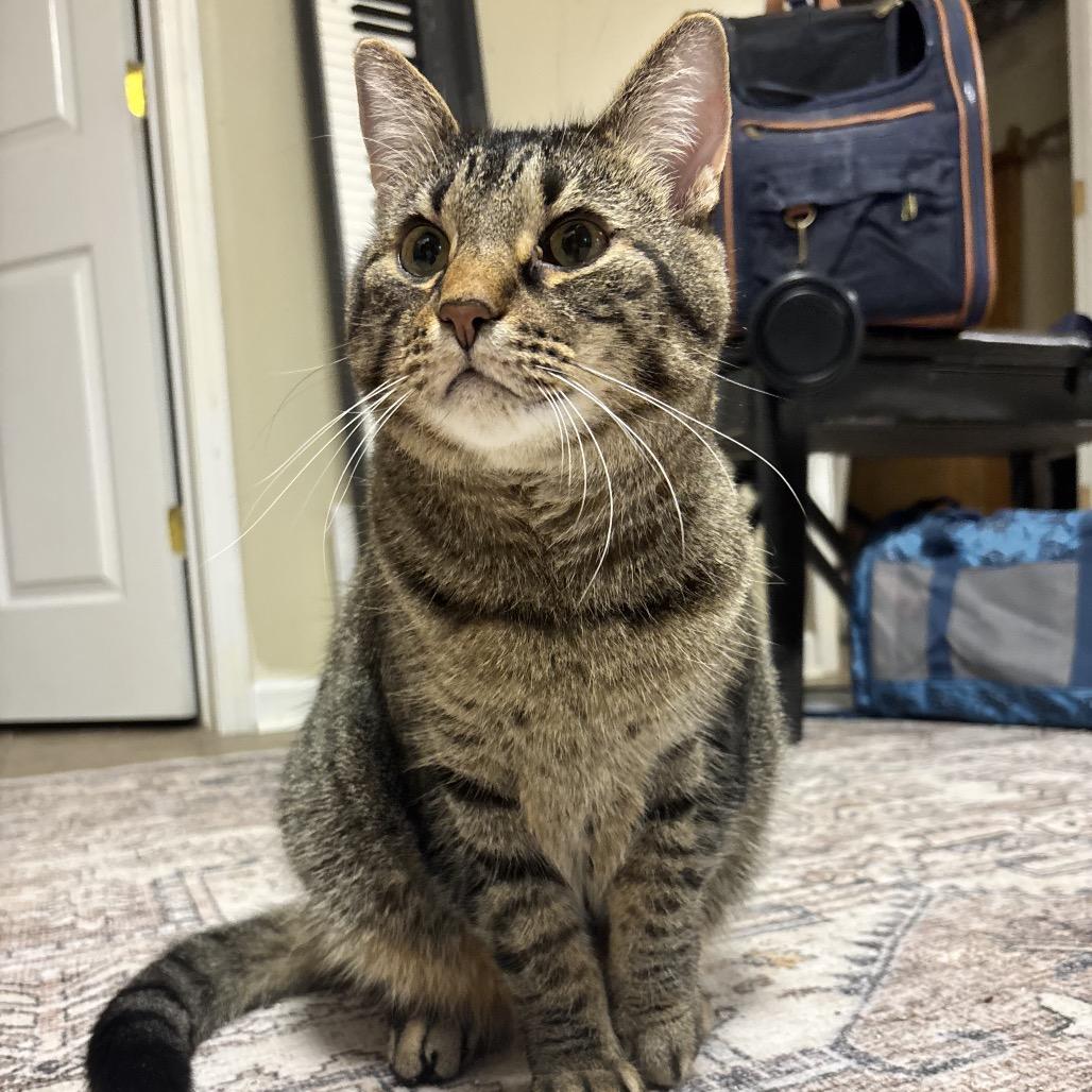Enlarge Smokey (adopt with Blaze), a Adoptable Domestic Short Hair in Fayetteville, GA image 2/3