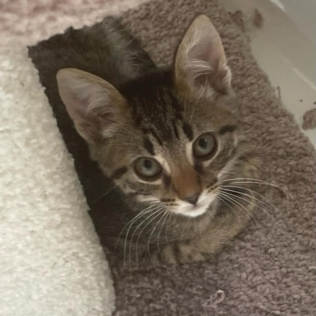 Enlarge Smokey (adopt with Blaze), a Adoptable Domestic Short Hair in Fayetteville, GA image 3/3