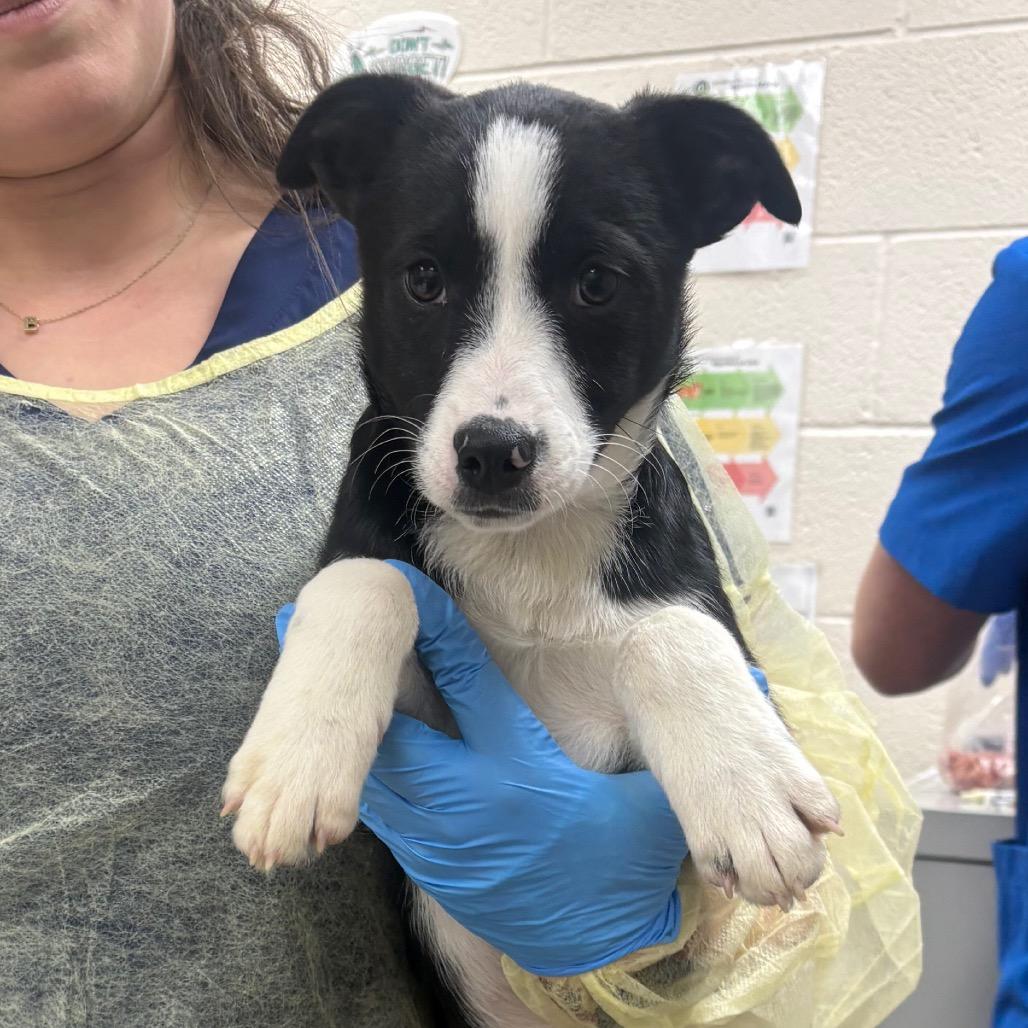 Rudi, Adoptable, Puppy Female Border Collie & Mixed Breed.