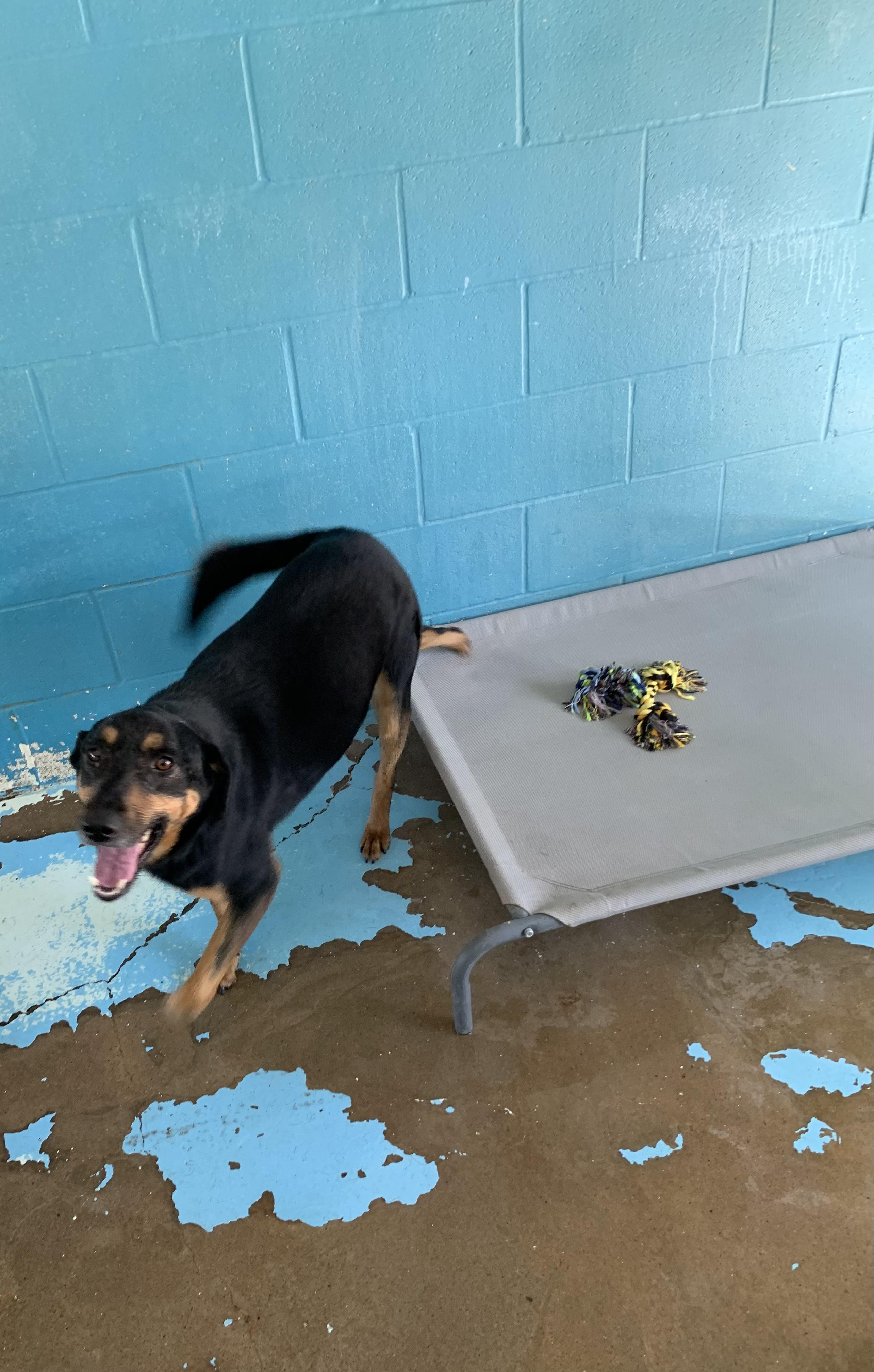 Bethany, Adoptable, Adult Female Mixed Breed & Shepherd.