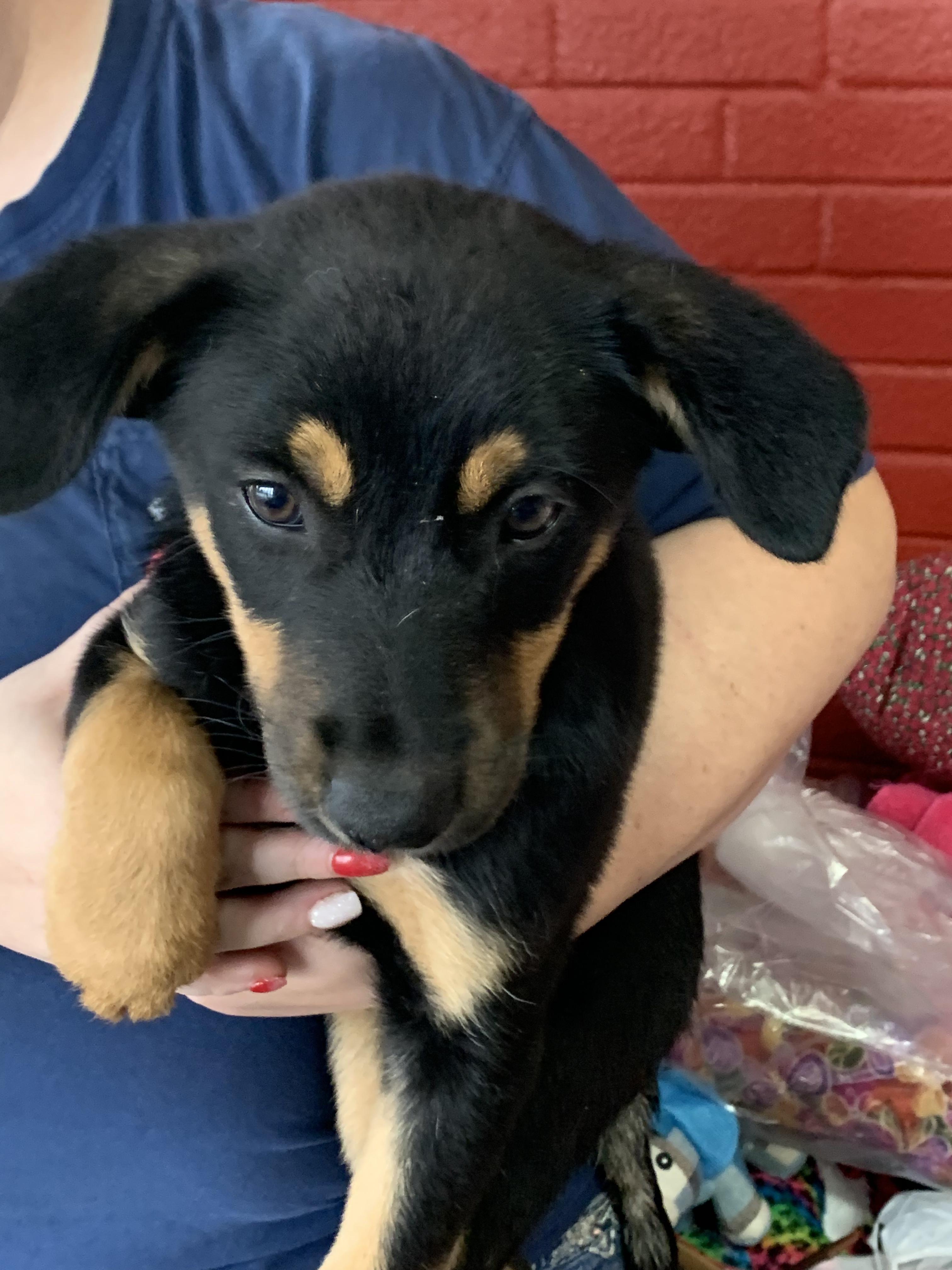 Enlarge Bethany, a Adoptable mixed breed in Hearne, TX image 1/2