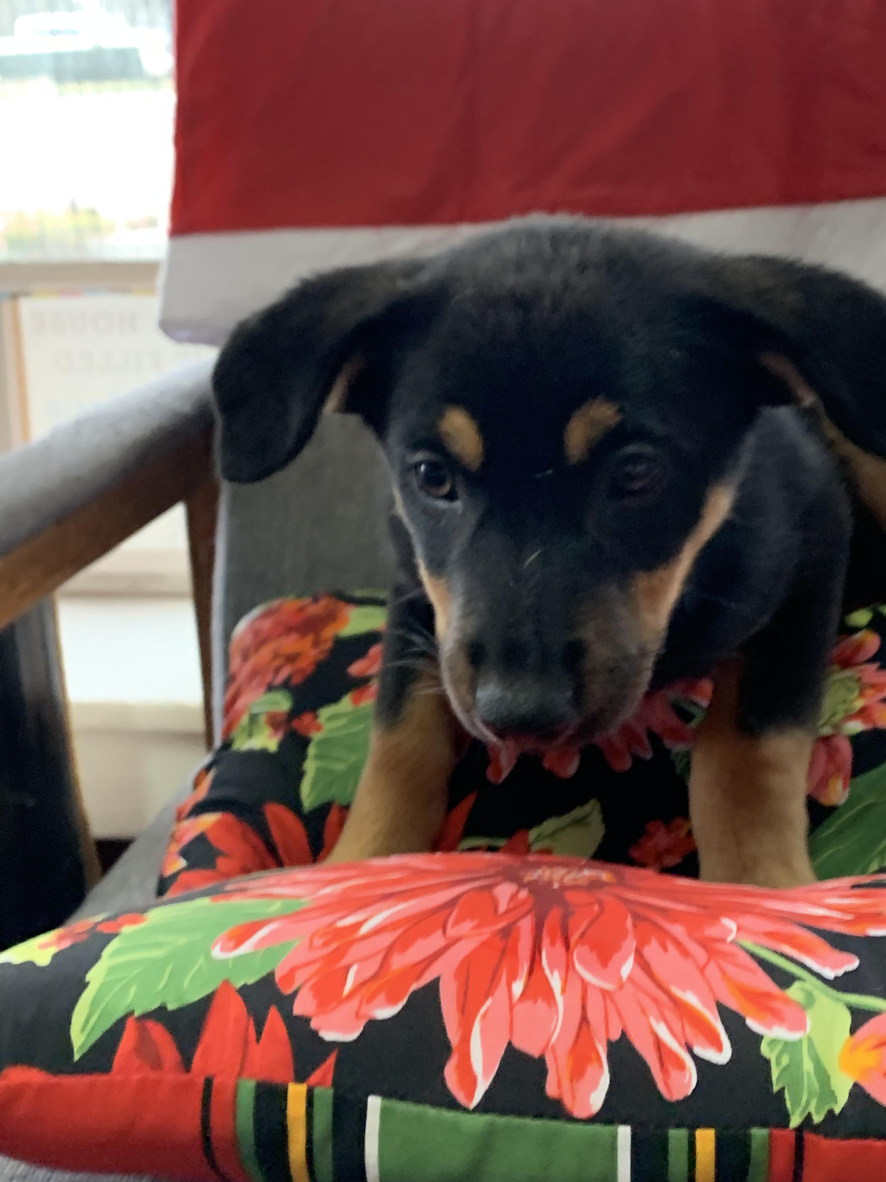 Enlarge Bethany, a Adoptable mixed breed in Hearne, TX image 2/2