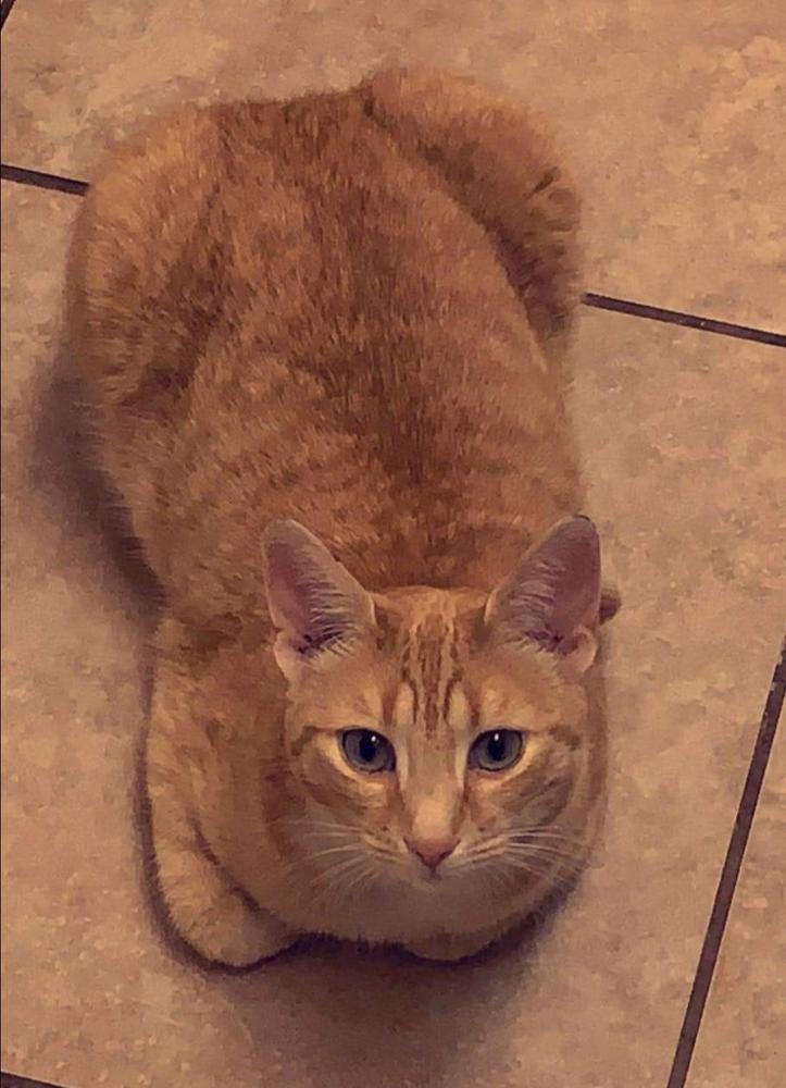 Enlarge Pippi, a Adopted Domestic Medium Hair in Thatcher, AZ image 1/1