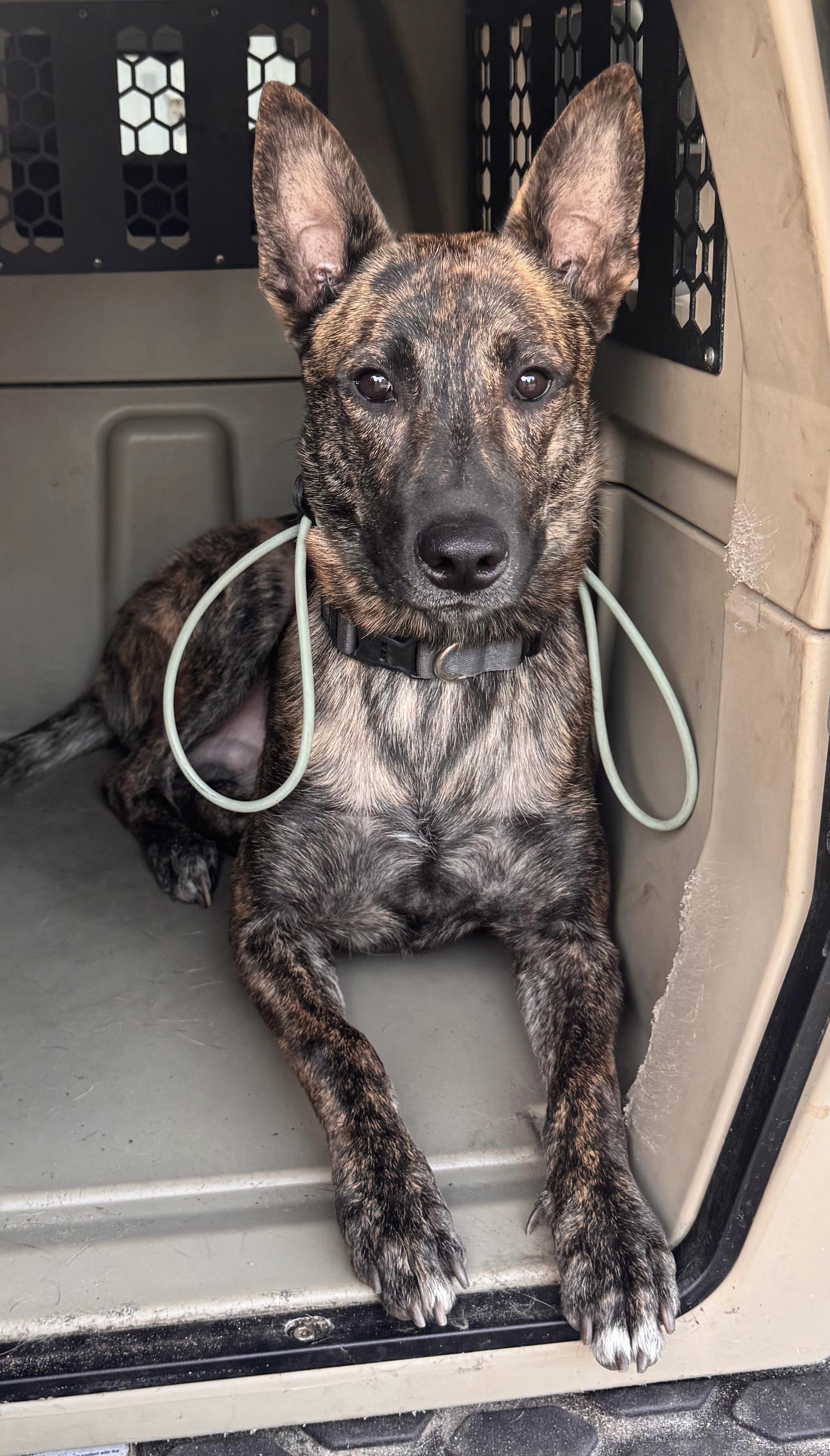 Huck, ADOPTABLE, Young Male Dutch Shepherd.