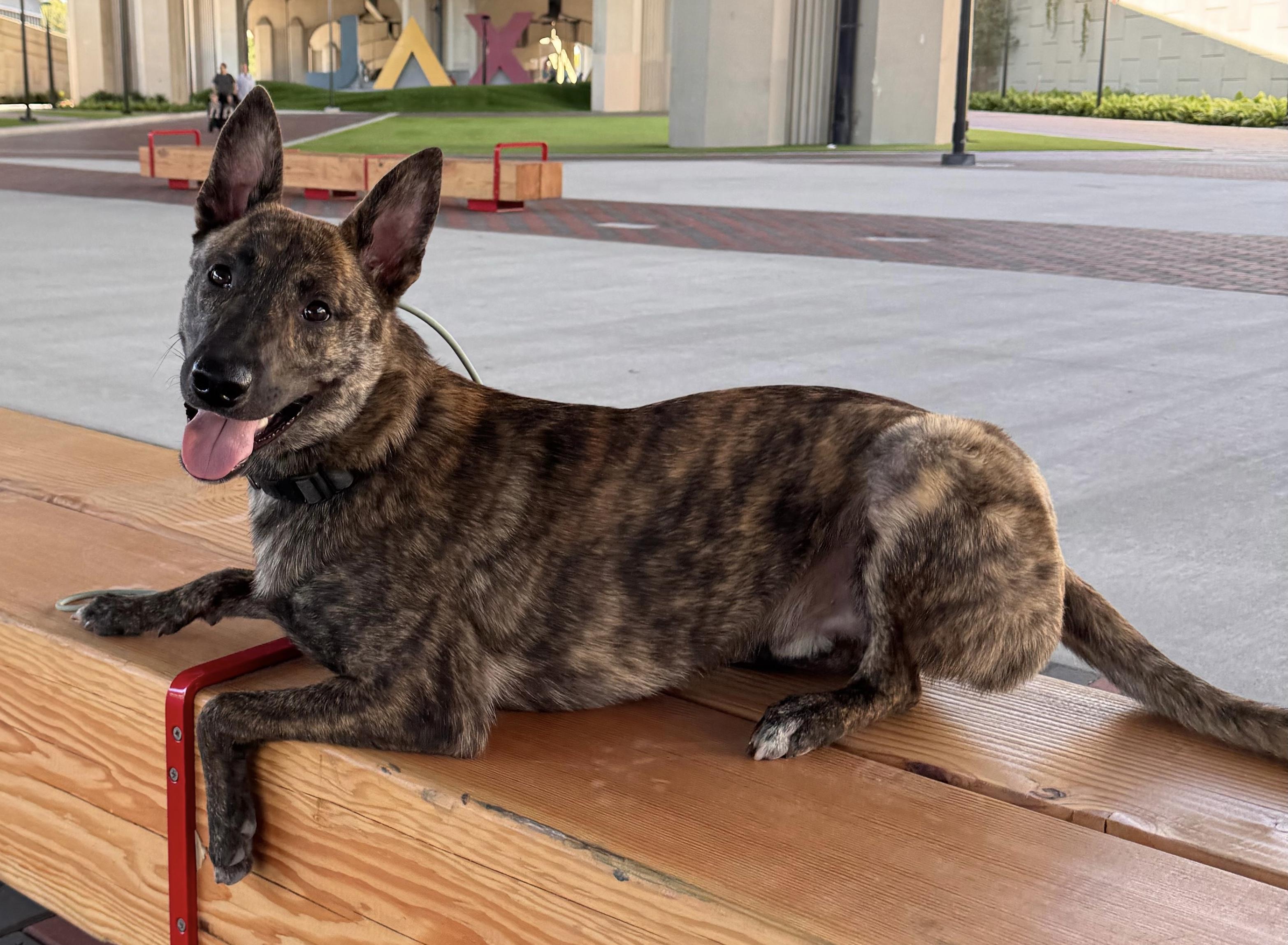 Enlarge Huck, an adopted Dutch Shepherd in Rome, GA image 2/3
