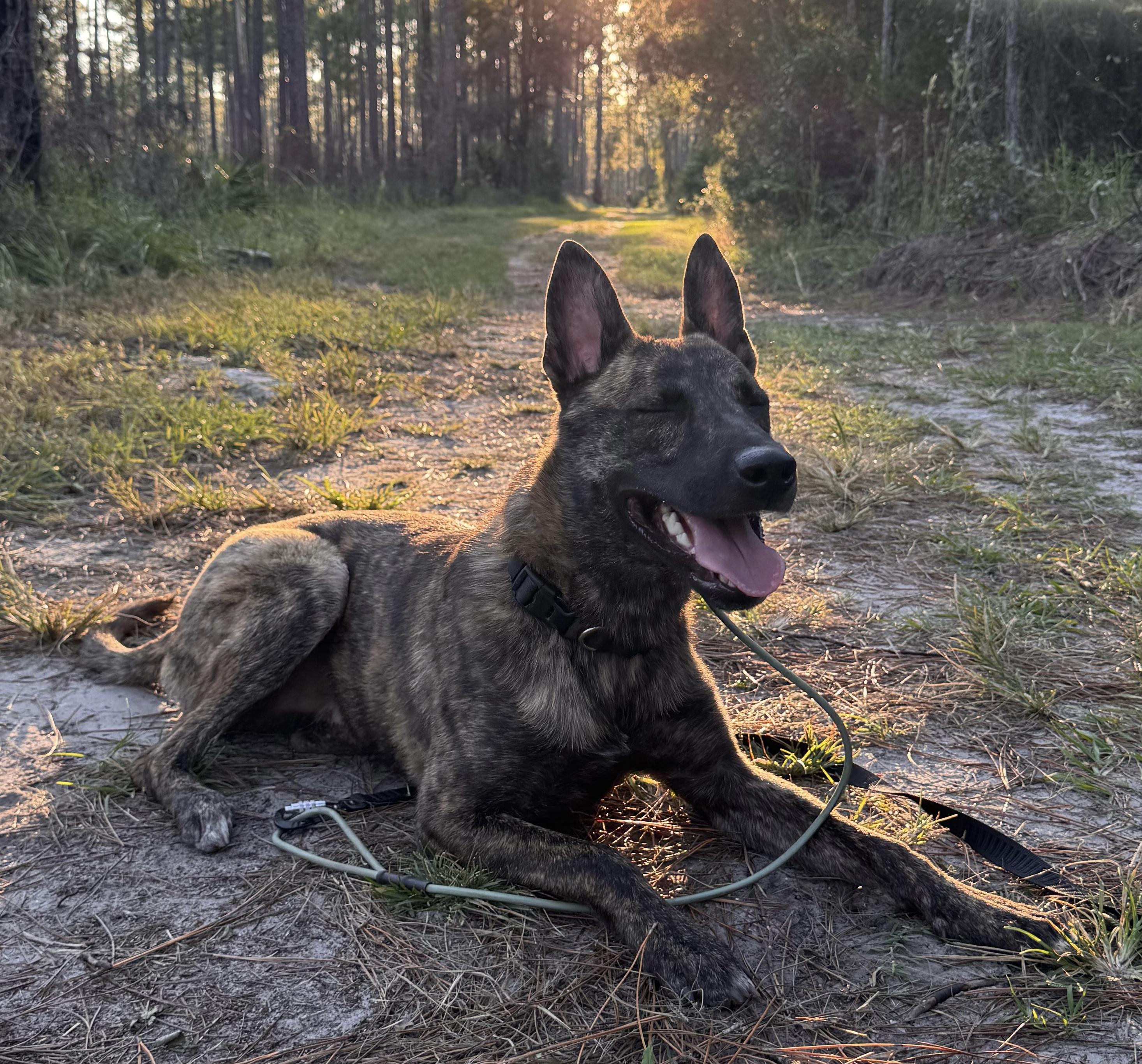 Enlarge Huck, an adopted Dutch Shepherd in Rome, GA image 3/3