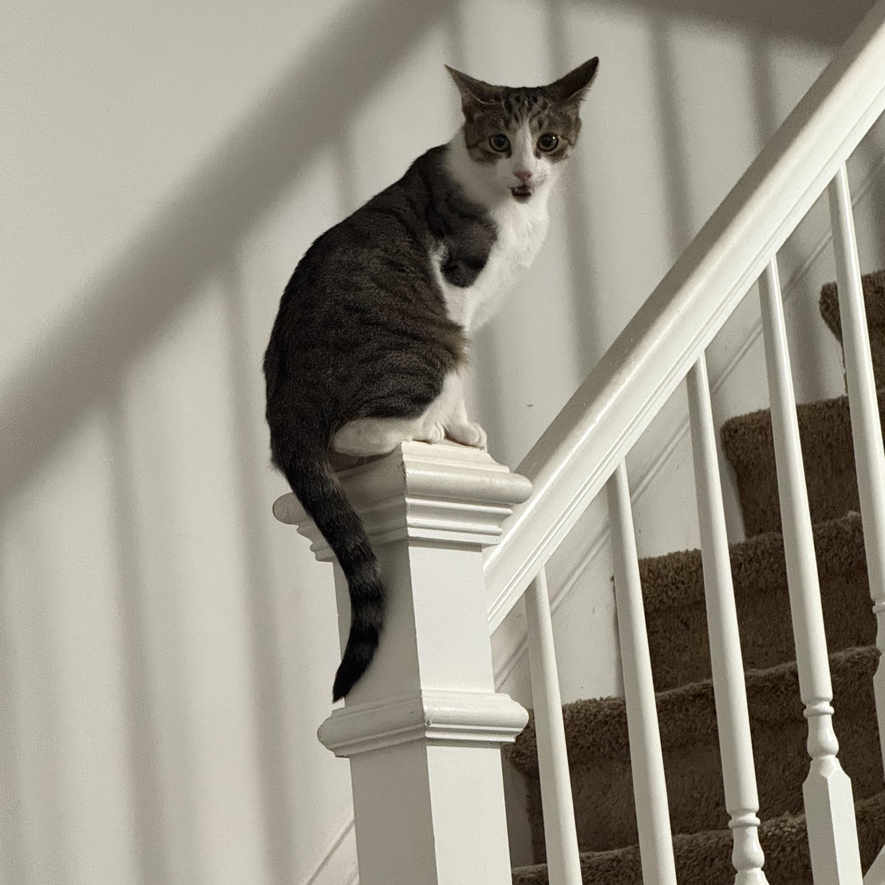 Ariel, Adoptable, Adult Female Tabby & Domestic Short Hair.