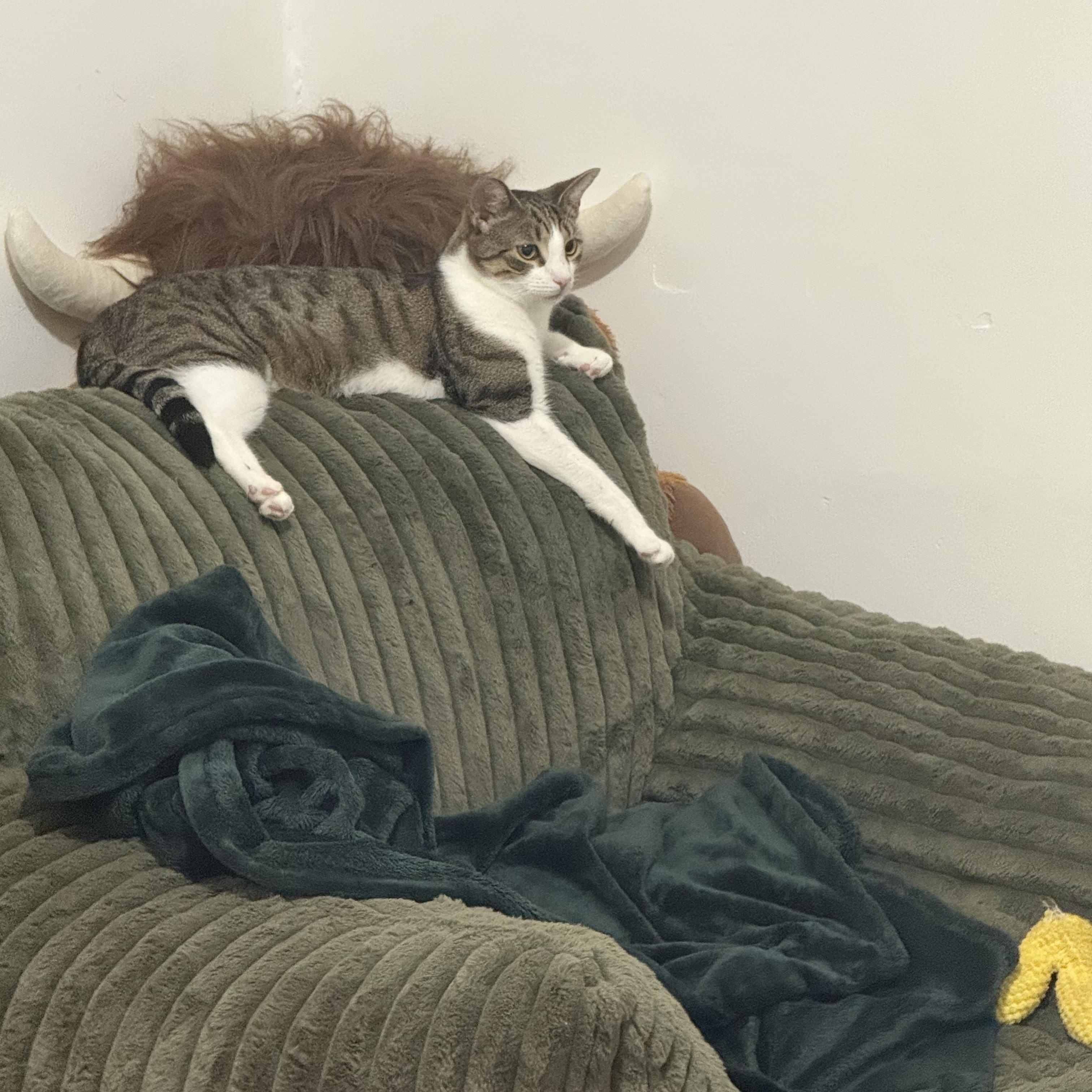 Ariel, a Adoptable mixed breed in Cedars, PA image 2/3