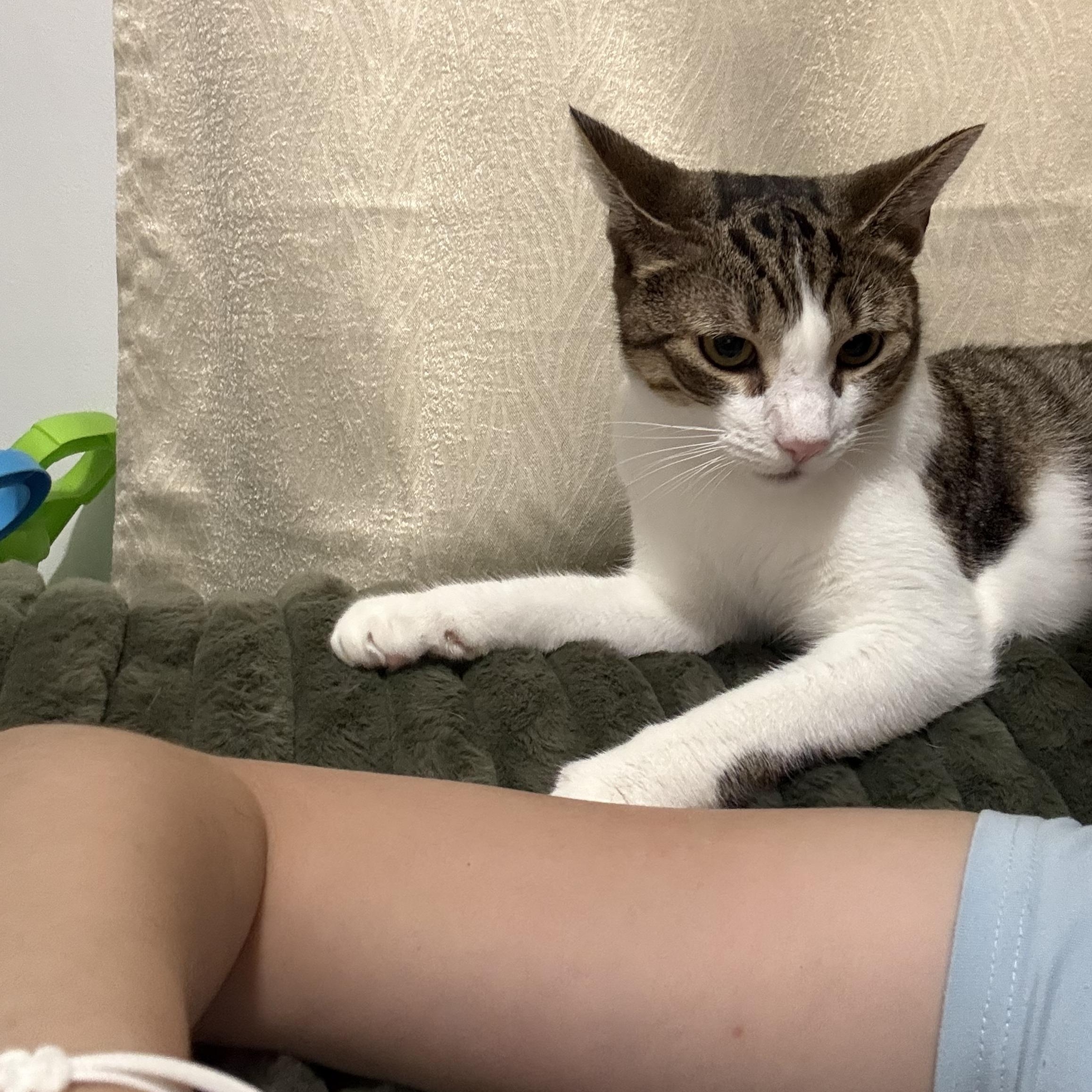 Ariel, a Adoptable mixed breed in Cedars, PA image 3/3