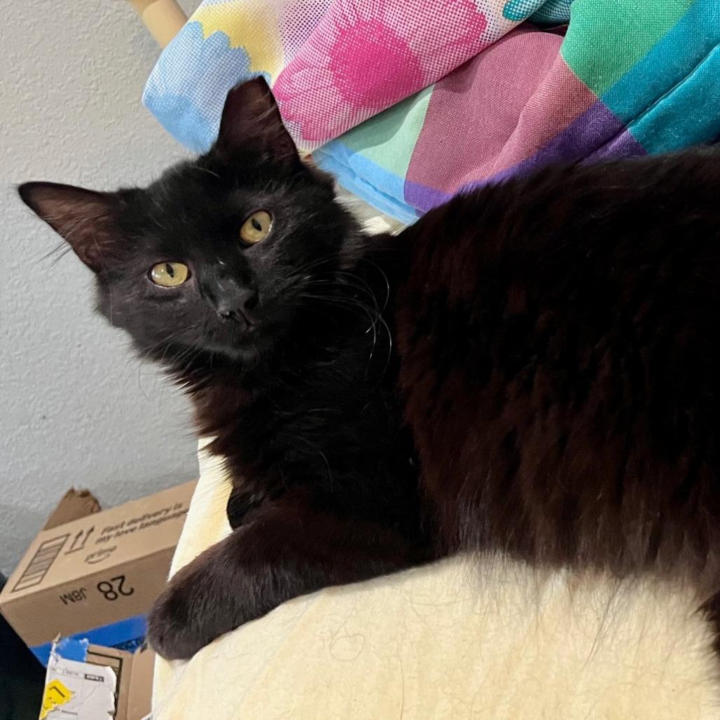 Enlarge Cinderella, a Adoptable Domestic Medium Hair in Pleasant Hill, CA image 1/6