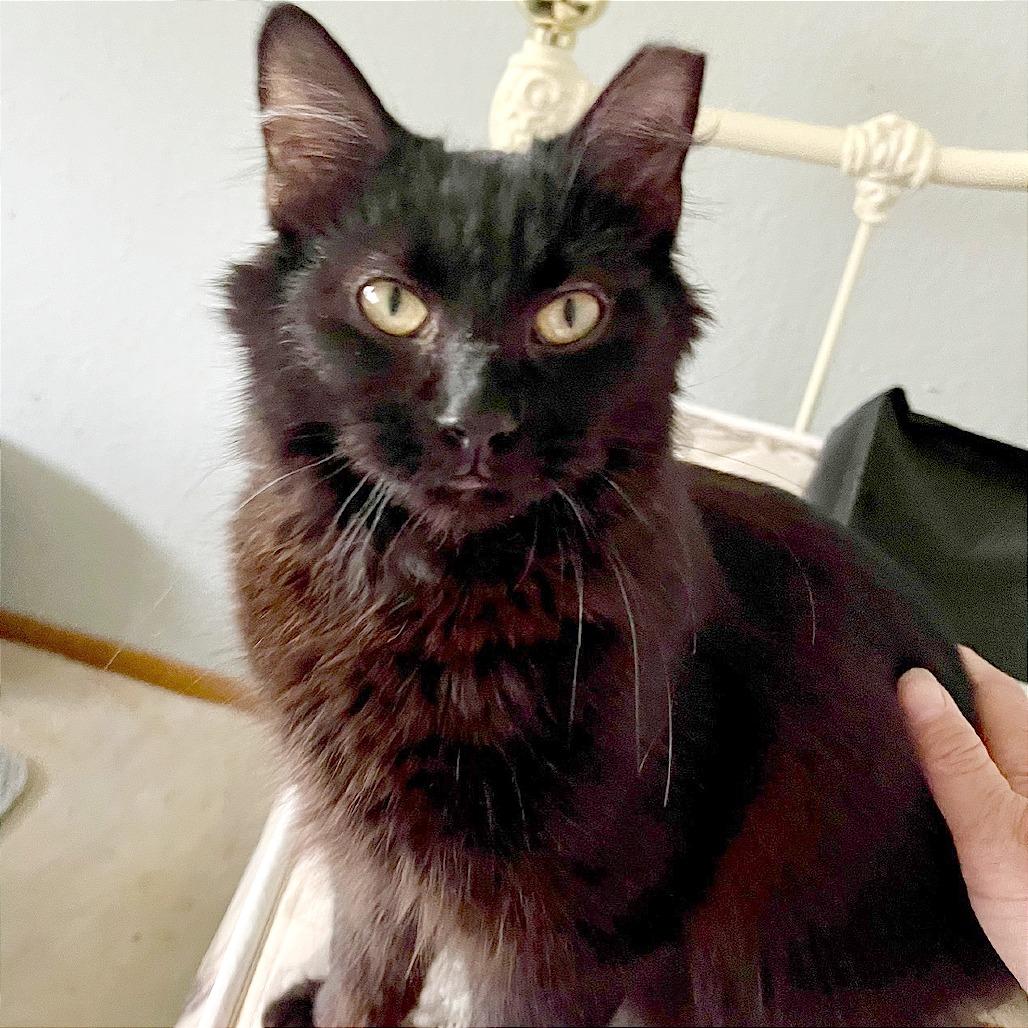 Enlarge Cinderella, a Adoptable Domestic Medium Hair in Pleasant Hill, CA image 2/6