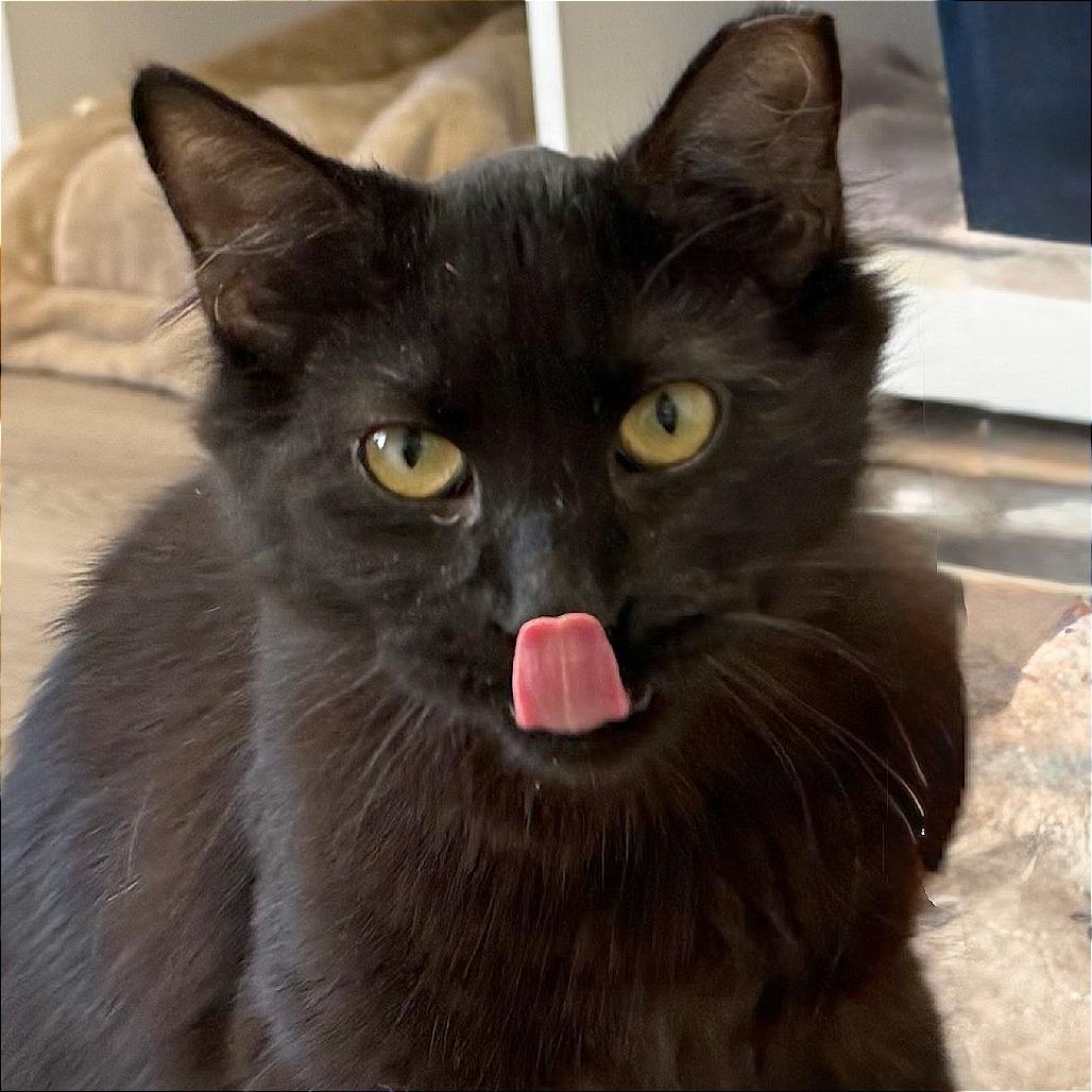 Enlarge Cinderella, a Adoptable Domestic Medium Hair in Pleasant Hill, CA image 3/6