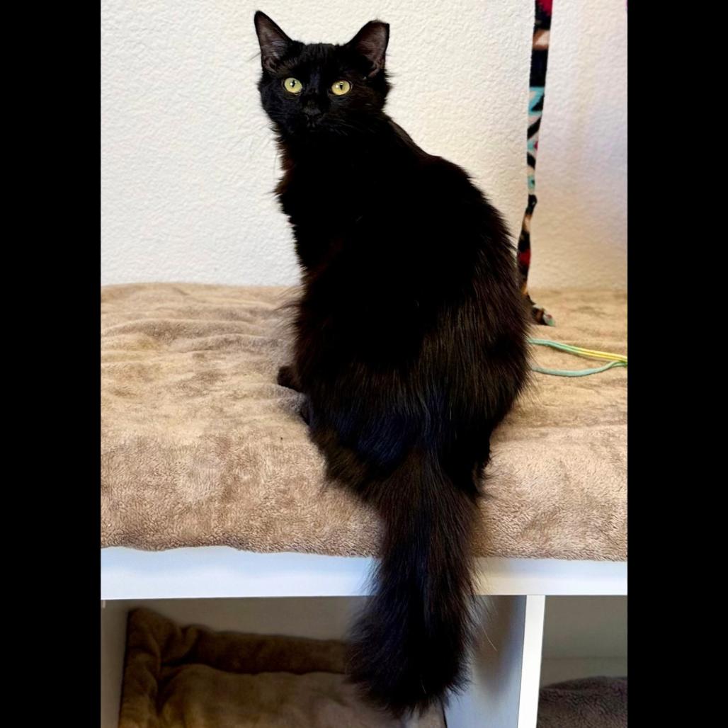Enlarge Cinderella, a Adoptable Domestic Medium Hair in Pleasant Hill, CA image 4/6