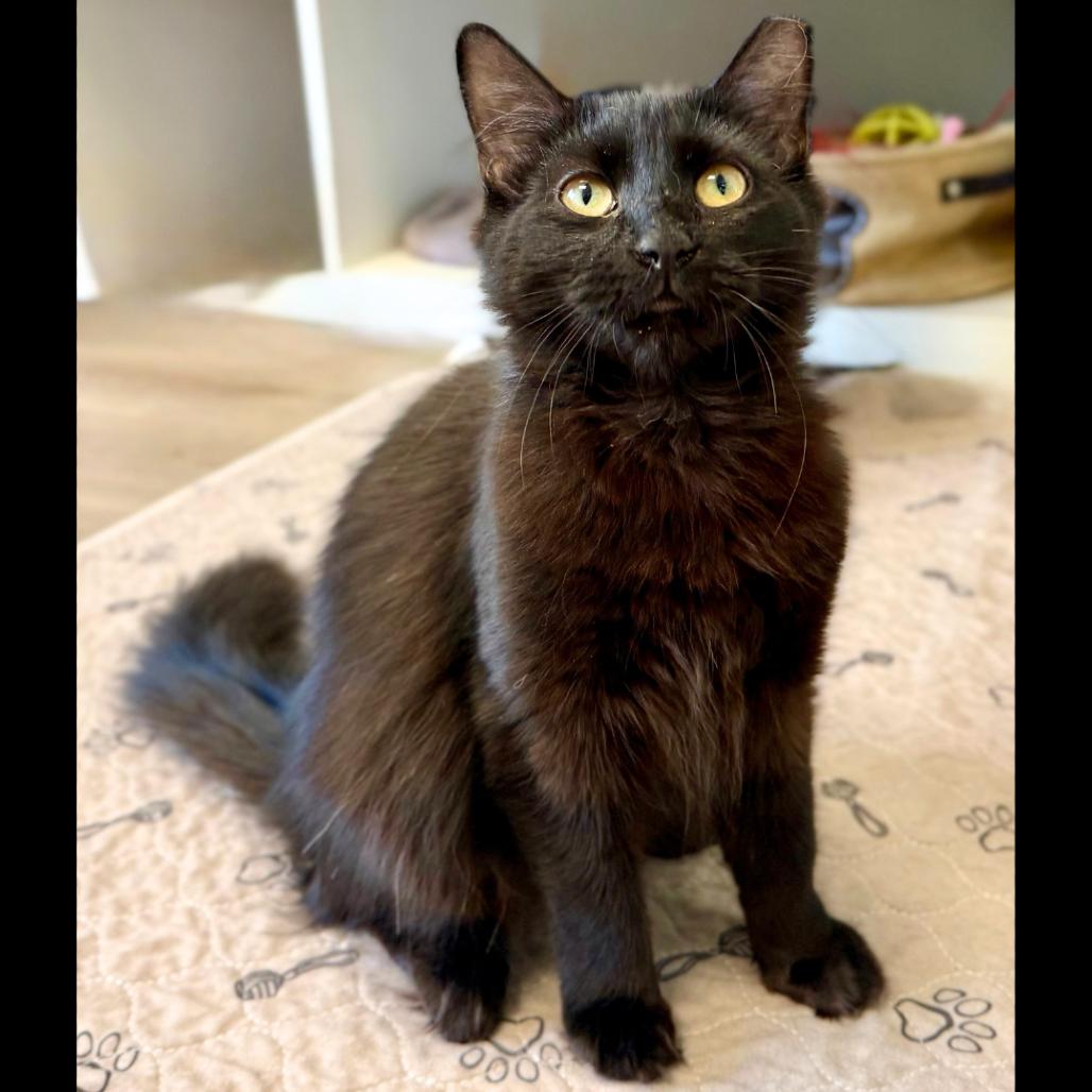 Enlarge Cinderella, a Adoptable Domestic Medium Hair in Pleasant Hill, CA image 5/6
