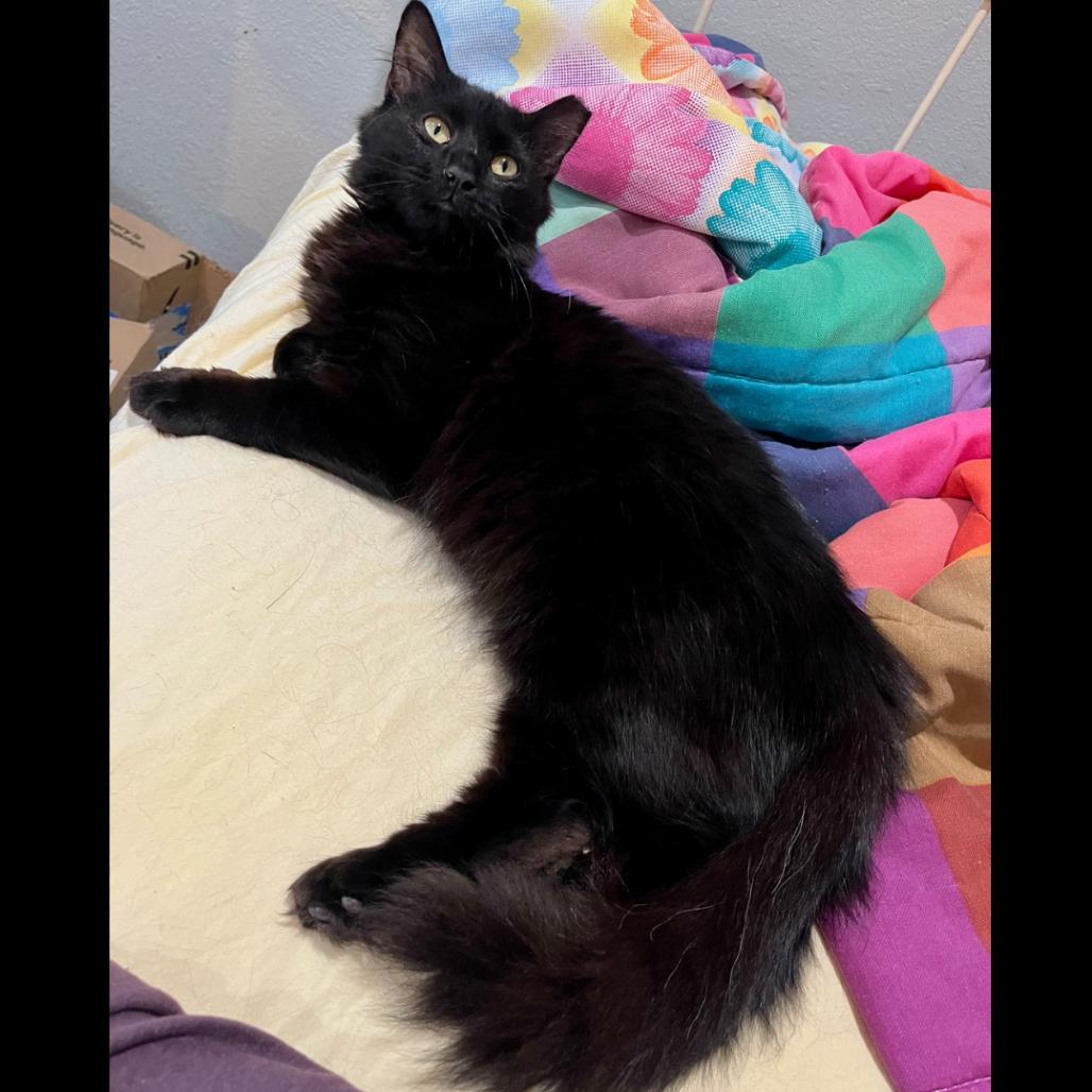 Enlarge Cinderella, a Adoptable Domestic Medium Hair in Pleasant Hill, CA image 6/6