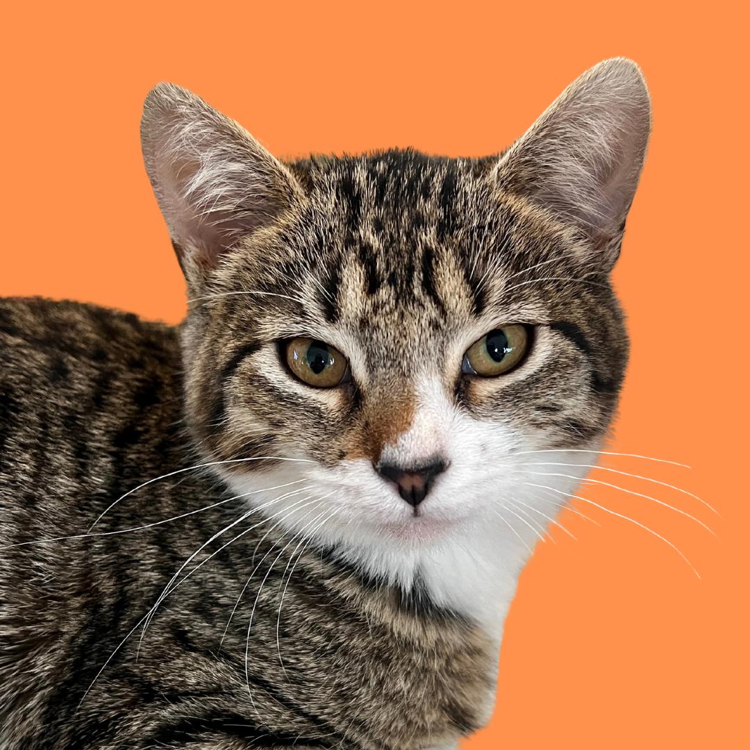 Enlarge Sammi, a Adoptable Domestic Short Hair in Los Angeles, CA image 4/4