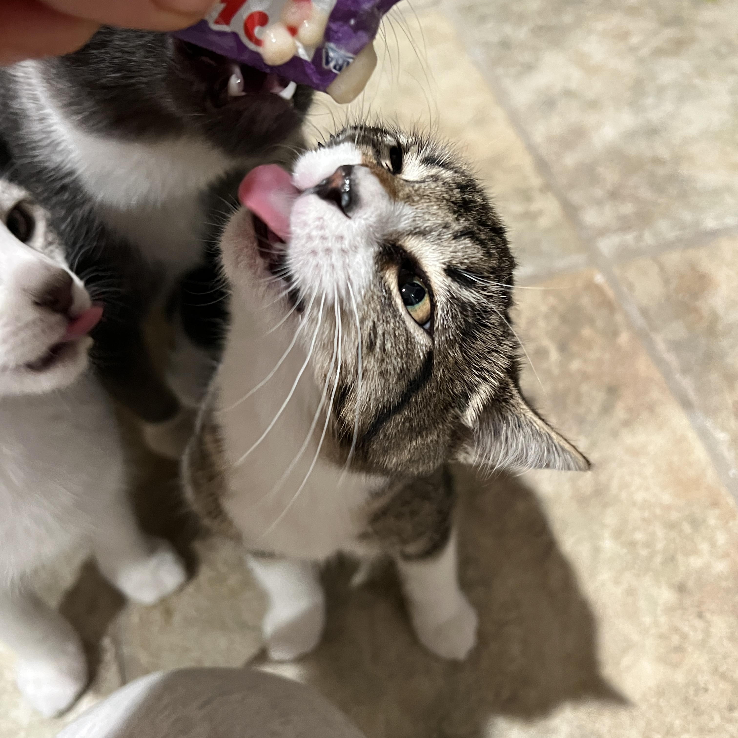 Enlarge Sammi, a Adoptable Domestic Short Hair in Los Angeles, CA image 3/4