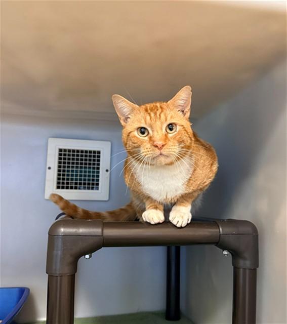 JONAH, Adoptable, Young Male Domestic Short Hair.