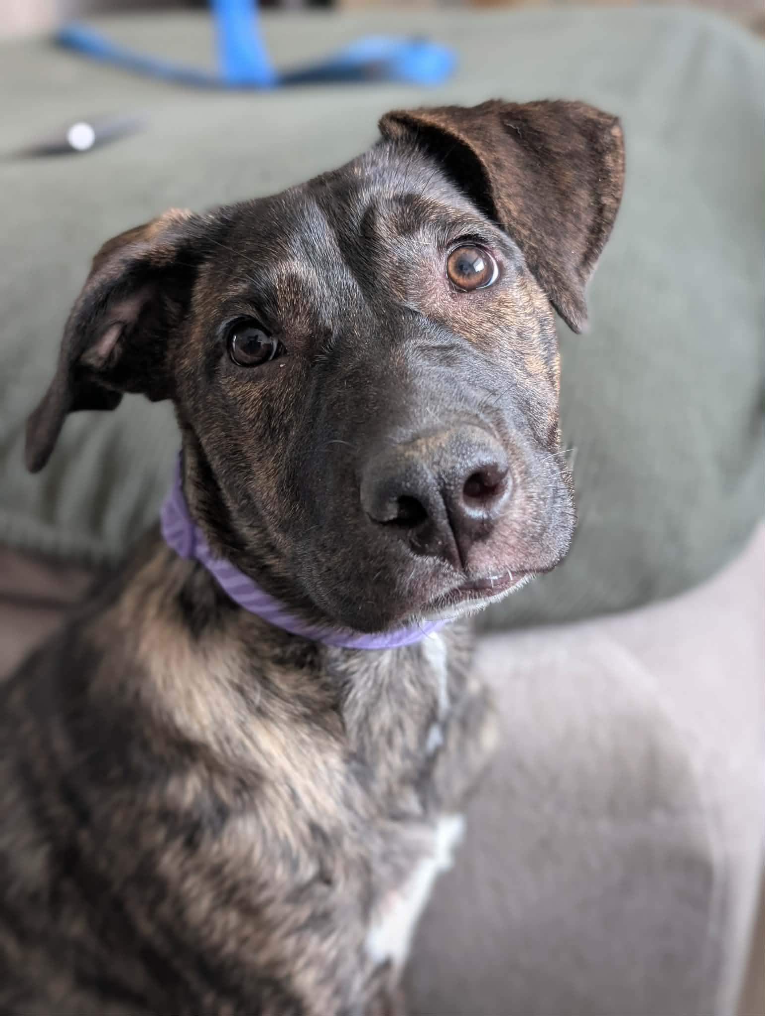 Teddy, adopted, Young Female Pit Bull Terrier.