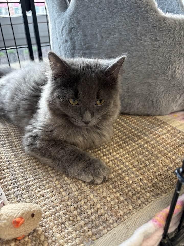 Enlarge Spaetzle, an adopted Domestic Long Hair in Cleveland, OH image 5/6