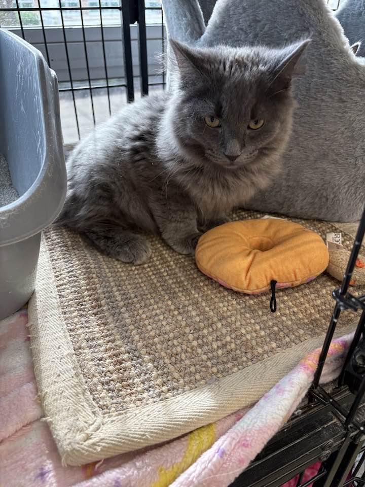 Enlarge Spaetzle, an adopted Domestic Long Hair in Cleveland, OH image 3/6