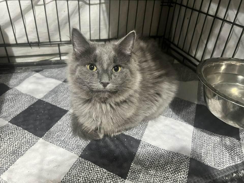 Enlarge Spaetzle, an adopted Domestic Long Hair in Cleveland, OH image 1/6