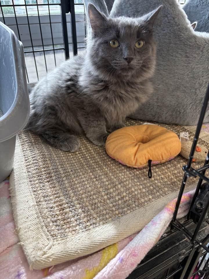 Enlarge Spaetzle, an adopted Domestic Long Hair in Cleveland, OH image 6/6