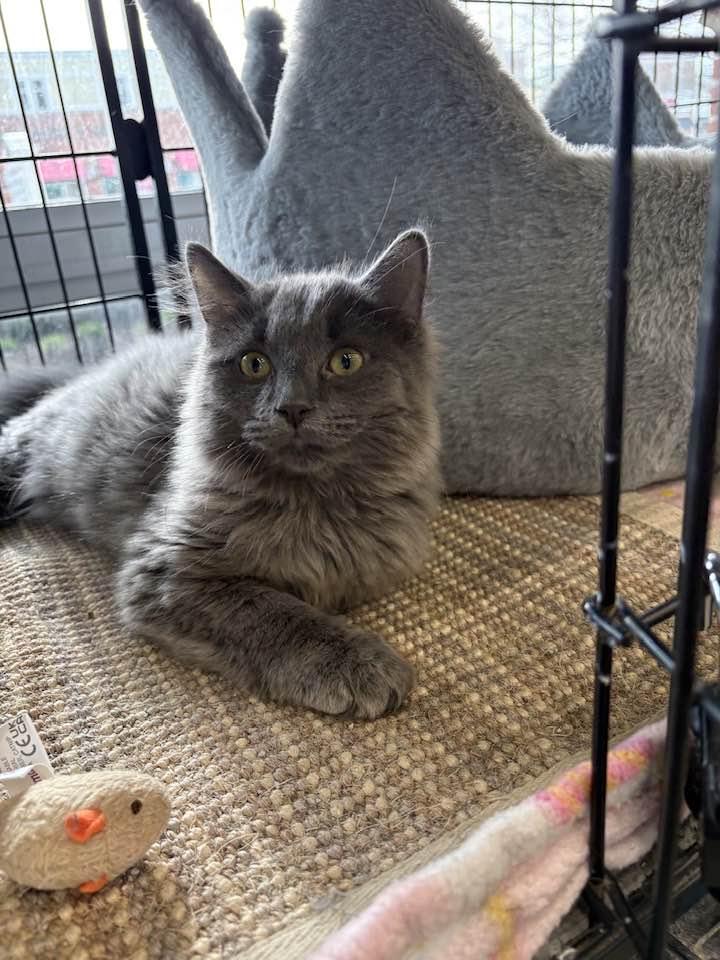 Enlarge Spaetzle, an adopted Domestic Long Hair in Cleveland, OH image 2/6