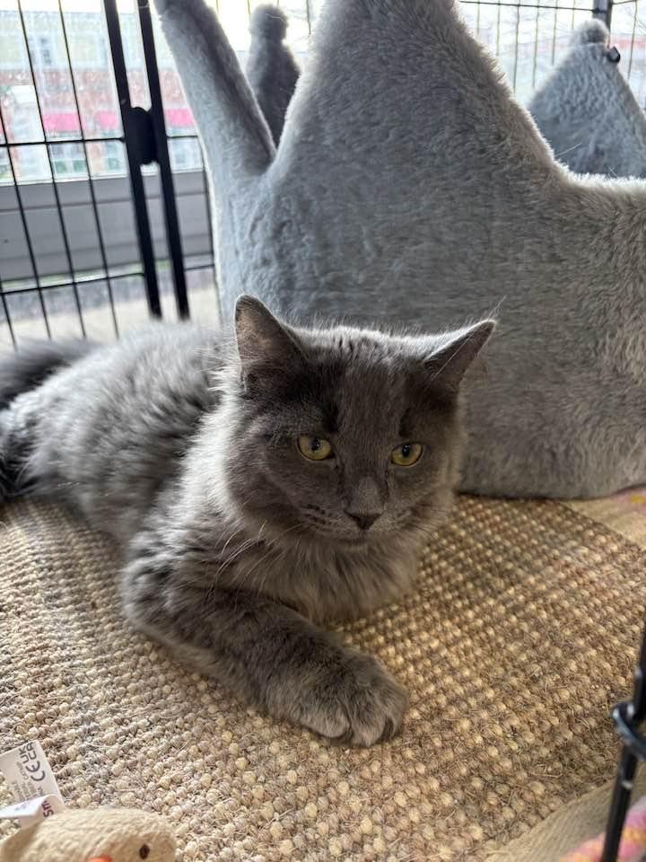 Enlarge Spaetzle, an adopted Domestic Long Hair in Cleveland, OH image 4/6