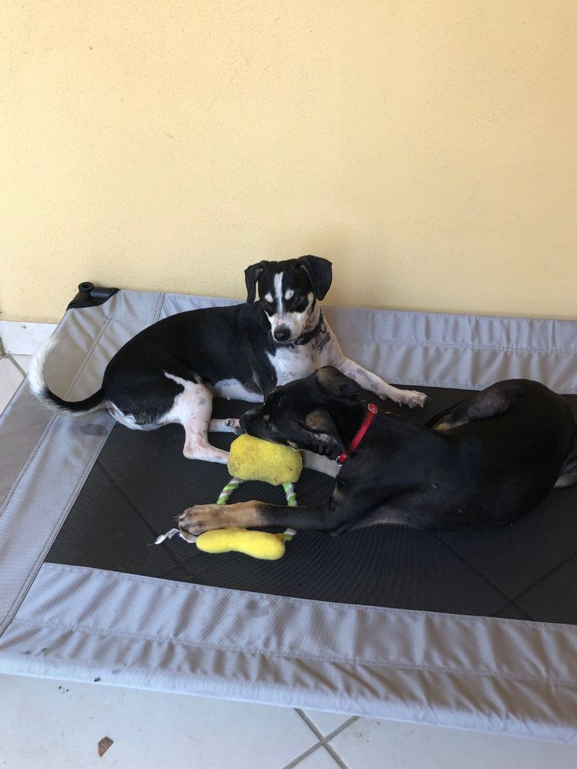 Sophia, a Adoptable mixed breed in Las Jarretaderas, NAY image 3/6