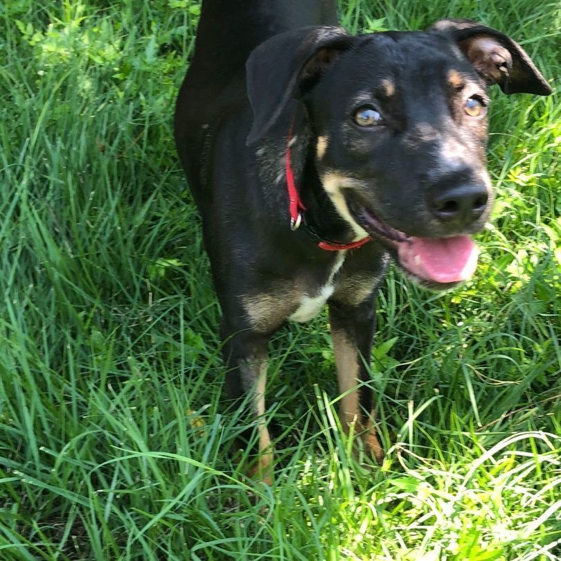 Sophia, a Adoptable mixed breed in Las Jarretaderas, NAY image 2/6