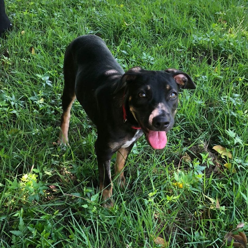 Sophia, a Adoptable mixed breed in Las Jarretaderas, NAY image 1/6