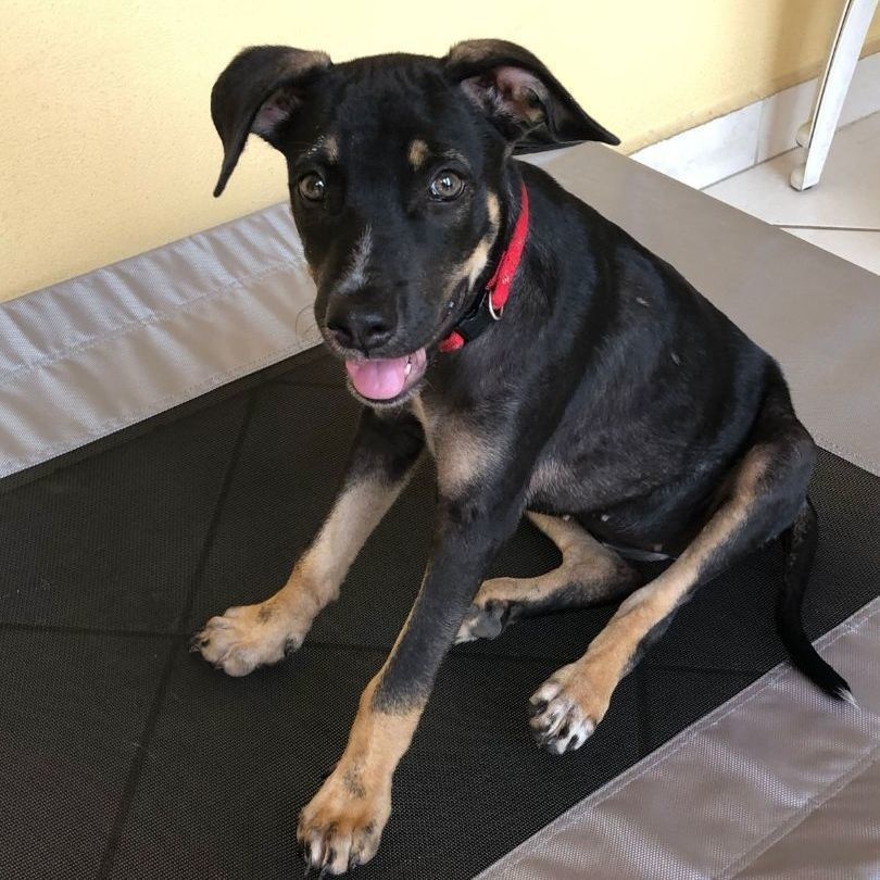 Sophia, a Adoptable mixed breed in Las Jarretaderas, NAY image 4/6