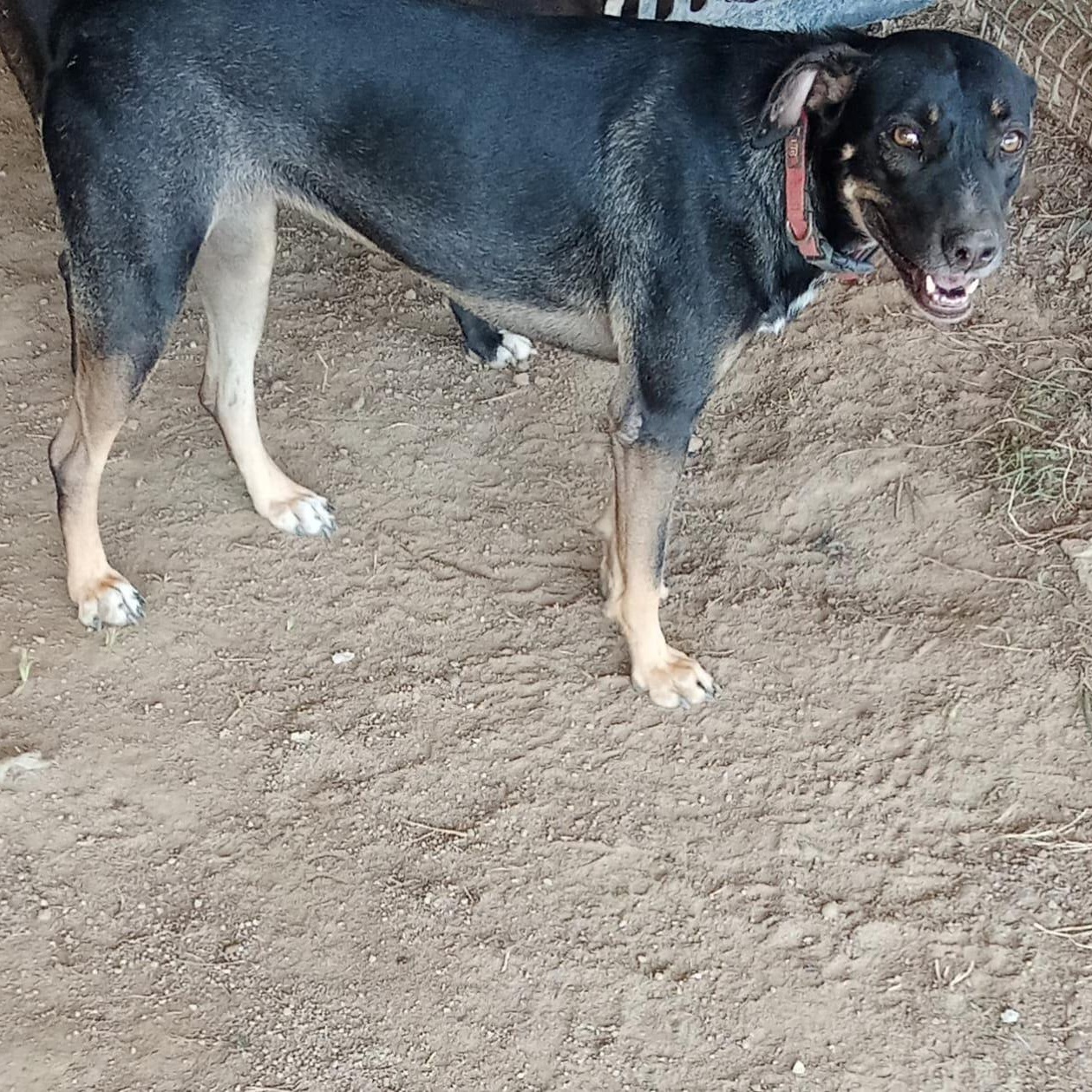 Enlarge Sophia, a Adoptable mixed breed in Las Jarretaderas, NAY image 1/6