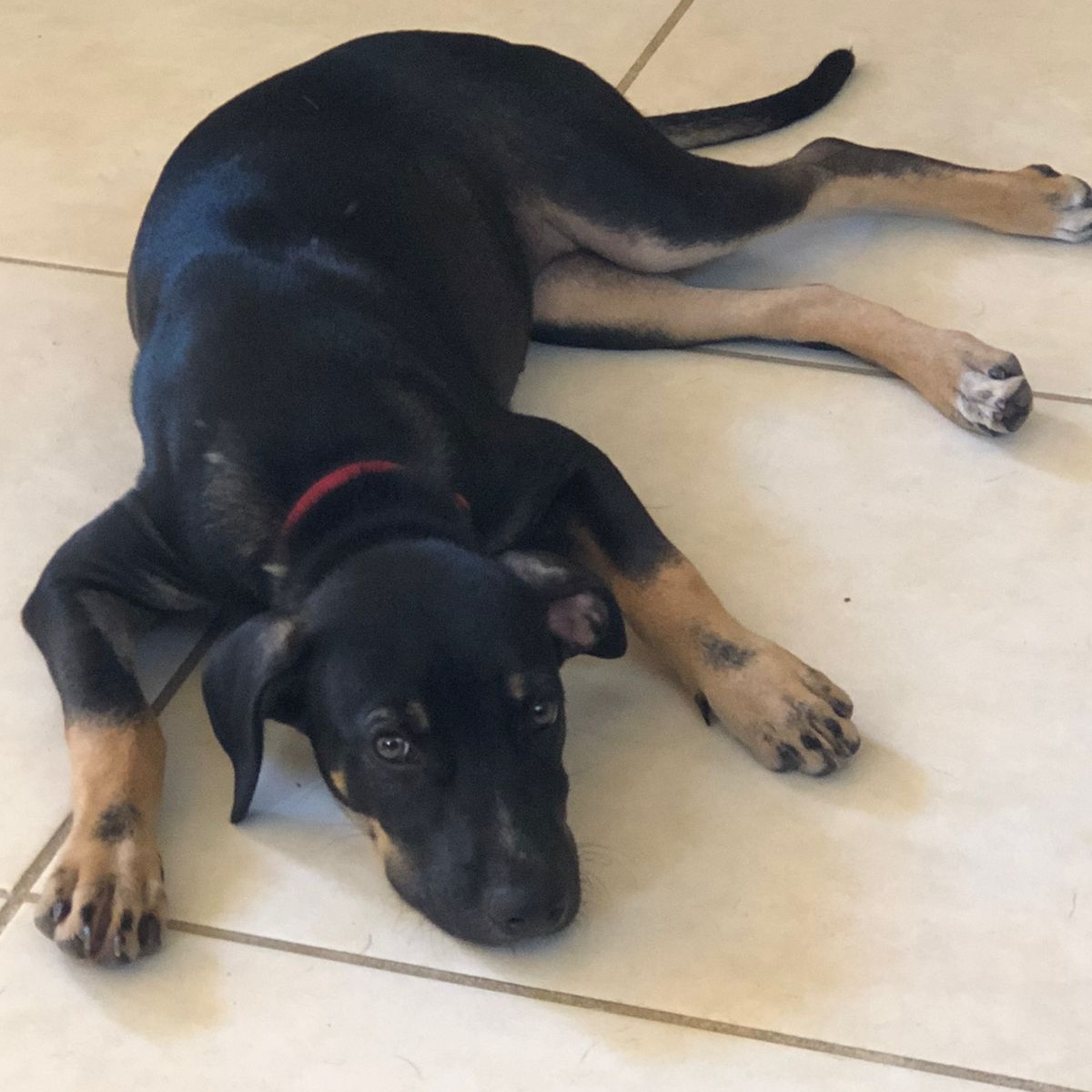 Sophia, a Adoptable mixed breed in Las Jarretaderas, NAY image 6/6