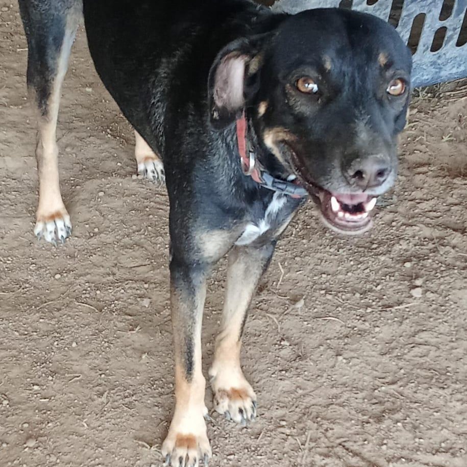 Enlarge Sophia, a Adoptable mixed breed in Las Jarretaderas, NAY image 2/6